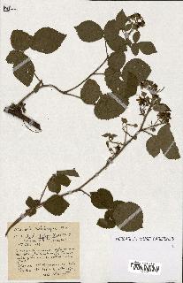spécimen de Rubus ass-rub