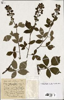 spécimen de Rubus ass-rub