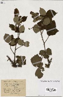 spécimen de Rubus ass-rub