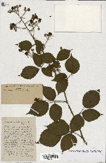 spécimen de Rubus ass-rub