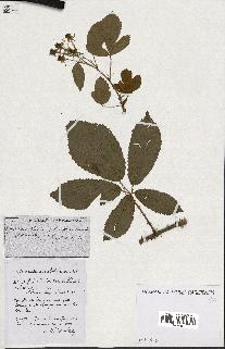 spécimen de Rubus ass-rub