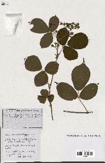 spécimen de Rubus ass-rub