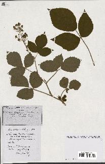 spécimen de Rubus ass-rub