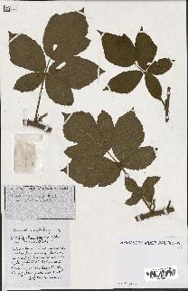 spécimen de Rubus ass-rub