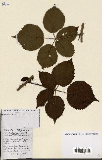 spécimen de Rubus ass-rub