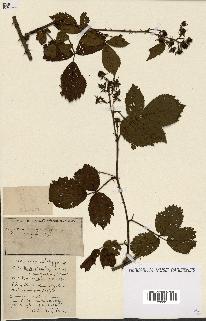 spécimen de Rubus ass-rub