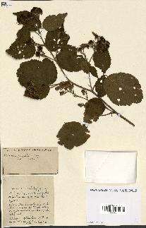 spécimen de Rubus ass-rub