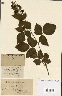 spécimen de Rubus ass-rub
