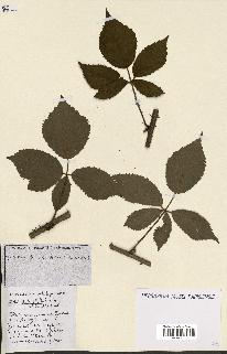 spécimen de Rubus ass-rub