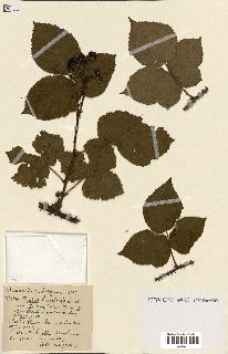spécimen de Rubus ass-rub