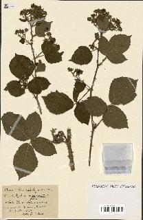 spécimen de Rubus ass-rub