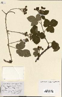 spécimen de Rubus ass-rub