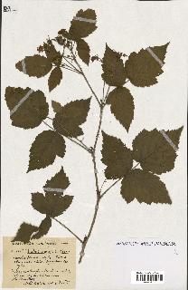 spécimen de Rubus ass-rub