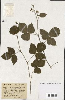 spécimen de Rubus ass-rub