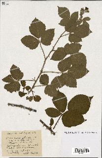 spécimen de Rubus ass-rub