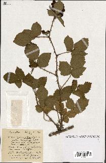 spécimen de Rubus ass-rub