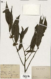 spécimen de Lasianthus sp.
