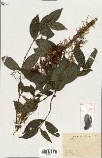 spécimen de Lasianthus sp.
