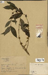 spécimen de Lasianthus sp.