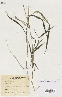 spécimen de Digitaria sp.