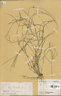 spécimen de Digitaria sp.