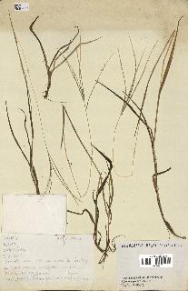 spécimen de Digitaria sp.
