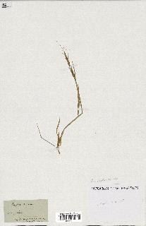 spécimen de Aegilops triuncialis