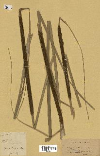 spécimen de Typha sp.