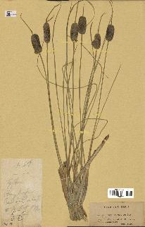 spécimen de Typha sp.