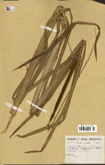 spécimen de Typha sp.