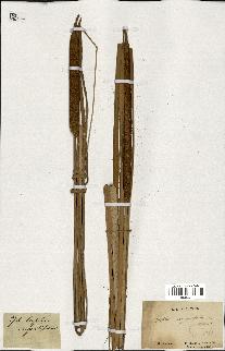 spécimen de Typha angustifolia