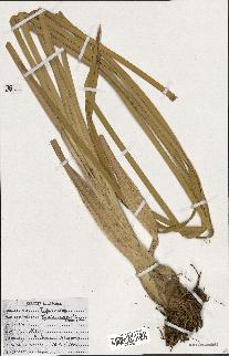 spécimen de Typha australis