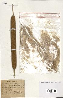 spécimen de Typha australis
