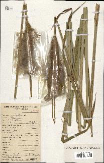 spécimen de Typha australis