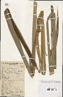 spécimen de Typha australis