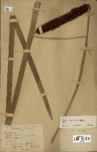 spécimen de Typha australis