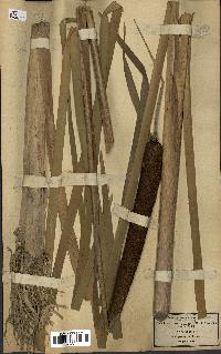 spécimen de Typha latifolia