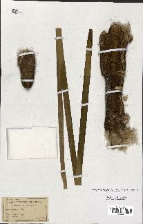 spécimen de Typha latifolia