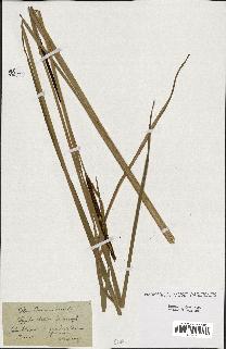 spécimen de Typha elatior