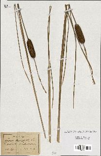 spécimen de Typha stenophylla