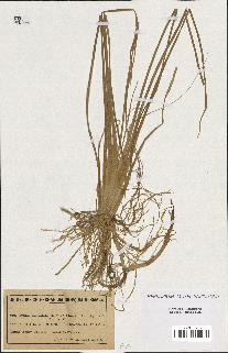 spécimen de Typha angustifolia