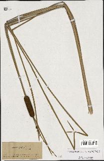 spécimen de Typha angustifolia