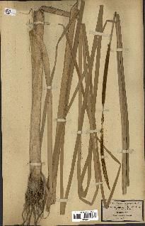 spécimen de Typha angustifolia
