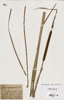 spécimen de Typha angustifolia
