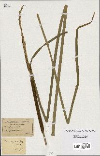 spécimen de Typha angustifolia