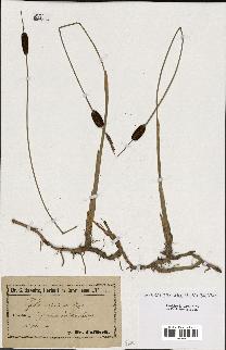 spécimen de Typha minima