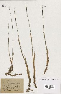 spécimen de Typha minima