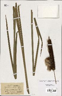 spécimen de Typha latifolia