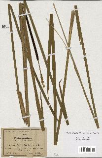 spécimen de Typha gracilis