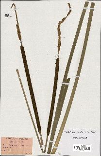 spécimen de Typha angustifolia